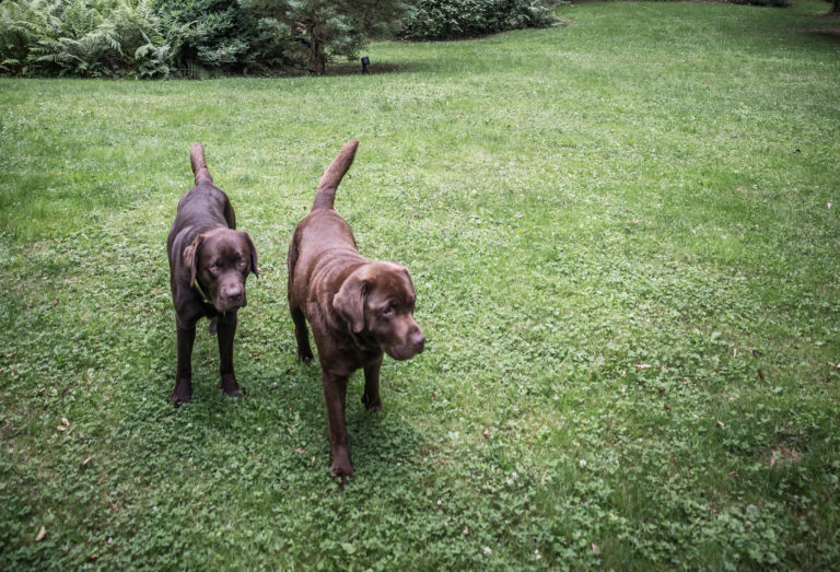 Chiens Domaine du Jaegerthal